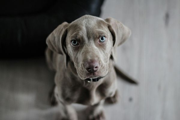 Détection canine de punaises de lit à Paris : efficacité prouvée